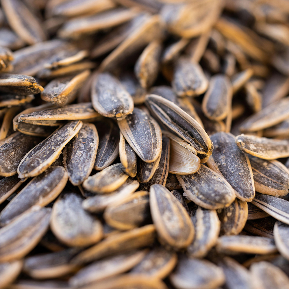Re-exporting Ukrainian sunflower seeds: what businesses need to know